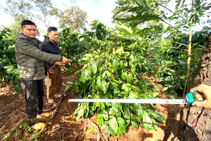 Hai anh em Đức và Việt tại hiện trường vườn cà phê nhà chị Trân. Ảnh' ĐL. 