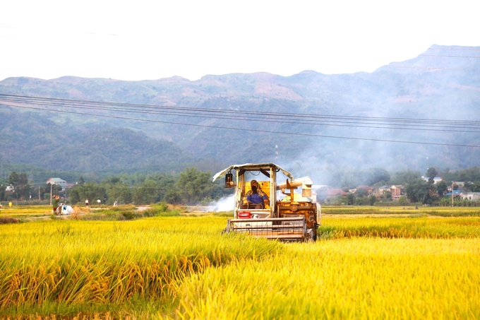 Lúa chín vàng trên cánh đồng Mường Thanh tạo nên cảnh sắc đặc biệt nơi núi rừng Tây Bắc. Ảnh: Thành Chương.