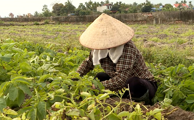 Cây vụ đông là cứu cánh của nông dân sau vụ mùa thất bát do bão. Ảnh: Đinh Mười.