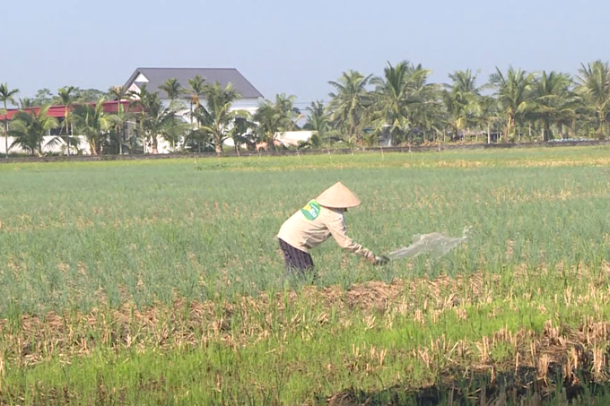 Hành là cây vụ đông mới được triển khai tại xã Dũng Tiến, huyện Vĩnh Bảo. Ảnh: Đinh Mười.