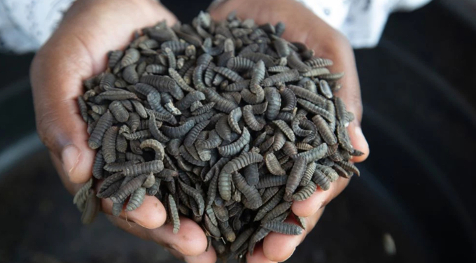 Maggots are held by a worker at a maggot breeding centre in Chinhoyi, Zimbabwe, Friday, Oct. 19, 2024. Photo: AP.