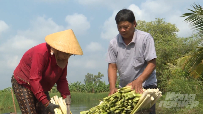 Nông dân thu hoạch bồn bồn tại huyện Cái Nước. Ảnh: Trọng Linh.