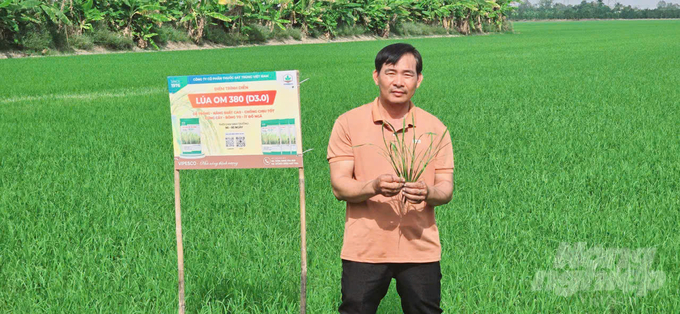 Nhổ thử một cây lúa lên kiểm tra, Giám đốc HTX Trần Văn Nhiều hào hứng nói: 'Ngay từ vụ đầu tiên sản xuất lúa giống theo hợp đồng với Vipesco bà con nông dân trong HTX đã gặp nhiều thuận lợi'. Ảnh: Minh Sáng.