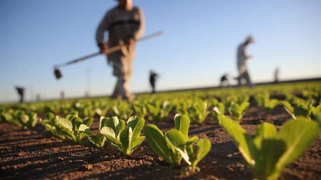  Iran has set a target to expand its overseas farming to 2 million hectares (4.942 million acres) by 2029 amid efforts to ensure sufficient food supplies in the country.