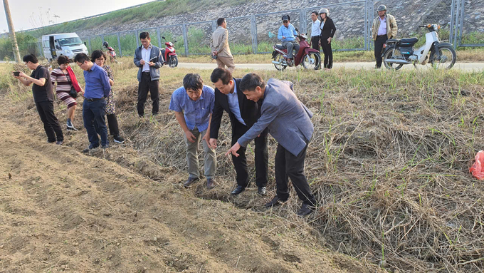 Chuyên gia Viện Thổ nhưỡng Nông hóa kiểm tra chất lượng đất trồng dâu. 