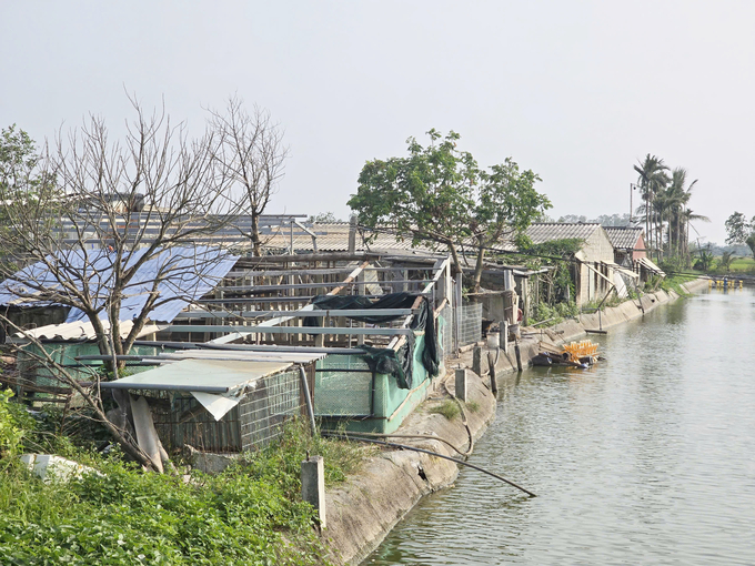 Một khu vực chuồng trại tại An Lão sắp được di dời do nguy cơ ngập lụt cao. Ảnh: Đinh Mười.