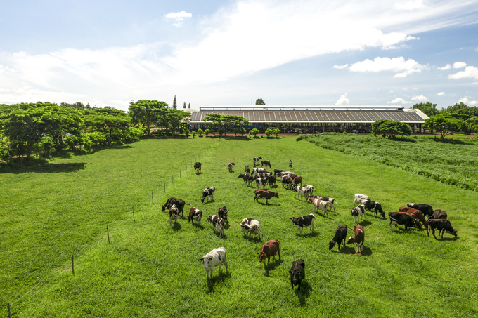 The system of modern farms and factories, spread across the country, is a significant advantage that not every dairy company can boast of. Photo: VNM.