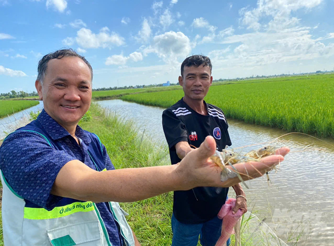 A rice and giant freshwater prawn farming model in Hamlet 5, Tri Luc Commune, Thoi Binh District. Photo: Trong Linh.