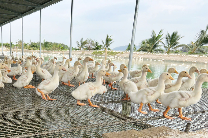 Đàn vịt sau đủ trọng lượng, đủ ngày tháng sẽ được doanh nghiệp thu mua trực tiếp thông qua sự kết nối của Trung tâm Khuyến nông Hải Phòng. Ảnh: Đinh Mười.