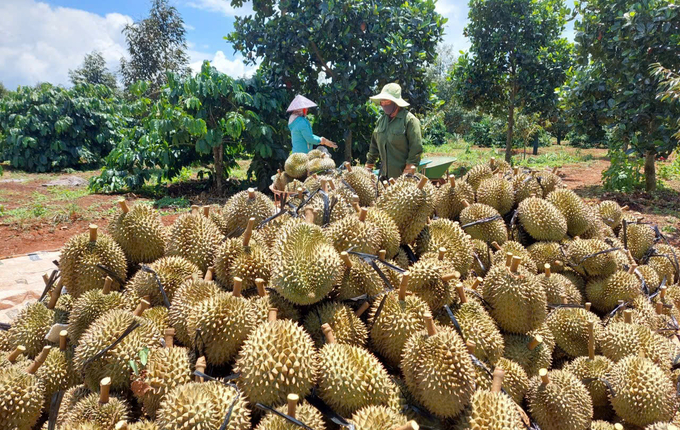 Sử dụng phân bón hữu cơ trong sản xuất sầu riêng góp phần hướng đến phát triển nông nghiệp bền vững. Ảnh: PC.