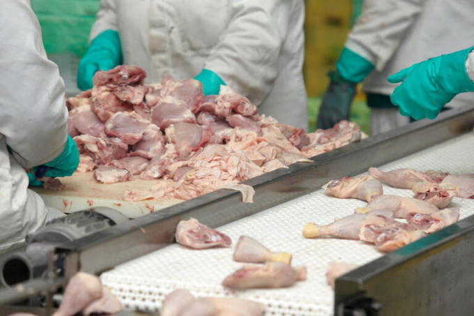 The incidence of occupational injuries and illnesses in poultry slaughtering and processing has dropped significantly. This achievement was reached through focusing on common issues stemming from repetitive strain. Photo: Canva.