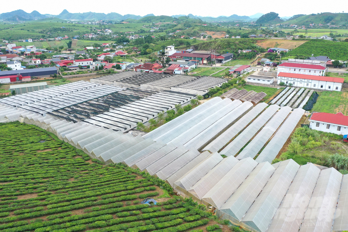 'Vòng tròn nông nghiệp' của Hợp tác xã 19/5 trên cao nguyên Mộc Châu với chuỗi nông nghiệp tuần hoàn kết hợp trồng trọt, chăn nuôi và du lịch.. Ảnh: Quang Dũng.