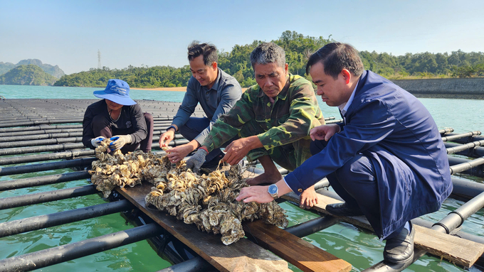 Lãnh đạo Sở NN-PTNT tỉnh Quảng Ninh kiểm tra chất lượng con giống ương dưỡng tại vùng biển Vân Đồn. Ảnh: Nguyễn Thành.