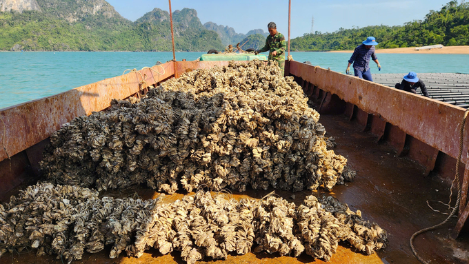 Người dân rất cần con giống chất lượng cao để tái sản xuất nuôi trồng thủy sản. Ảnh: Nguyễn Thành.