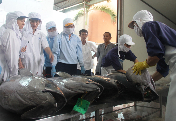 Hiện nay, việc thu mua thủy sản của các doanh nghiệp chế biến thủy sản ở Bình Định được thực hiện rất nghiêm túc, công tác quản lý đầu vào nguyên liệu được siết chặt. Ảnh: V.Đ.T.