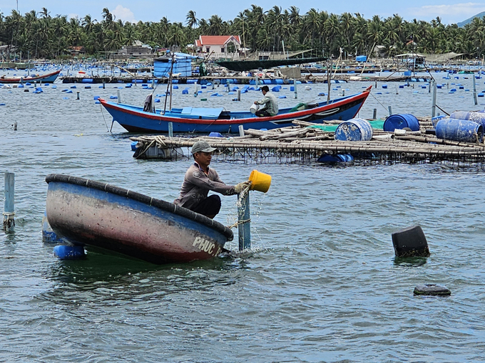 Lobster farmers feed lobsters mainly with fresh food. Photo: KS.