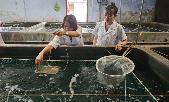 Feed shrimp with industrial food and trash fish to compare and determine the amount of waste. Photo: KS.