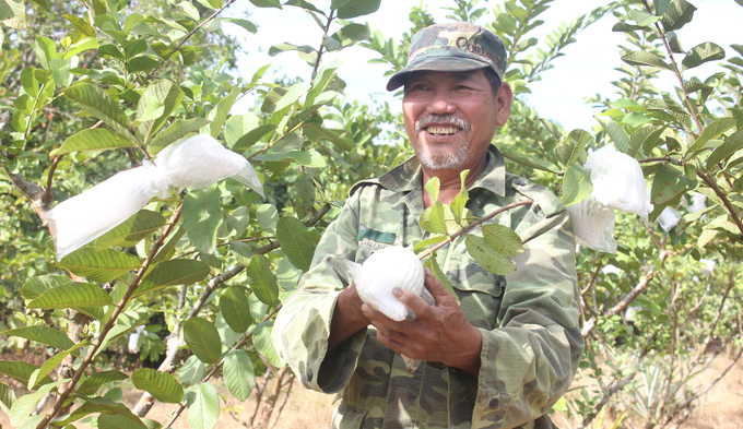 Ông Hải phấn khởi bên vườn ổi của gia đình mình. Ảnh: Trần Trung.