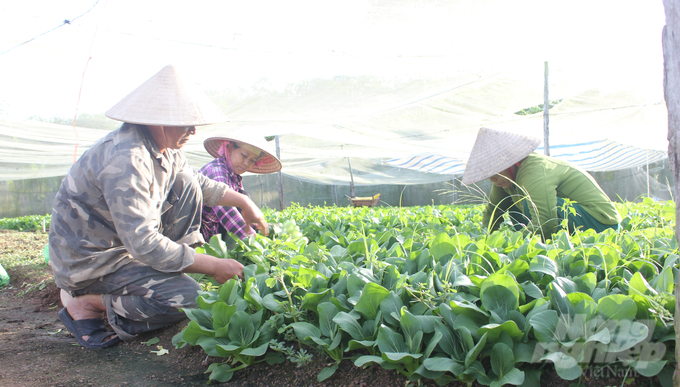 Ông Bảy (bìa trái) phấn khởi thu hoạch rau cùng gia đình. Ảnh: Trần Trung.