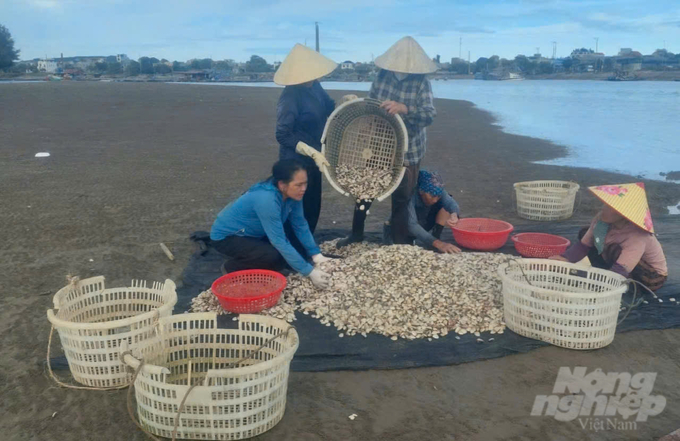 Bà Biên và ngư dân khai thác ngao ngoài bãi triều. Ảnh: QT.