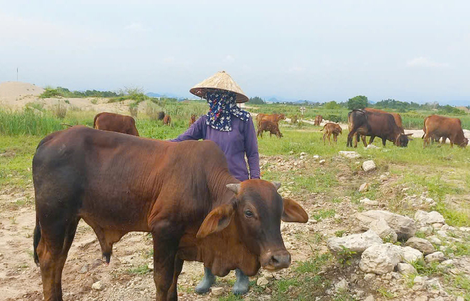 Hải Phòng sẽ giảm chăn nuôi đại gia súc, tập trung phát triển đàn gia cầm. Ảnh: Đinh Mười.