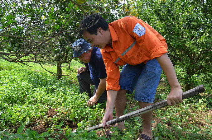 PGS.TS Nguyễn Minh Châu (trái), nguyên Viện trưởng Viện Cây ăn quả miền Nam khảo sát đất vùng cam Cao Phong, tỉnh Hòa Bình. Ảnh: Dương Đình Tường.