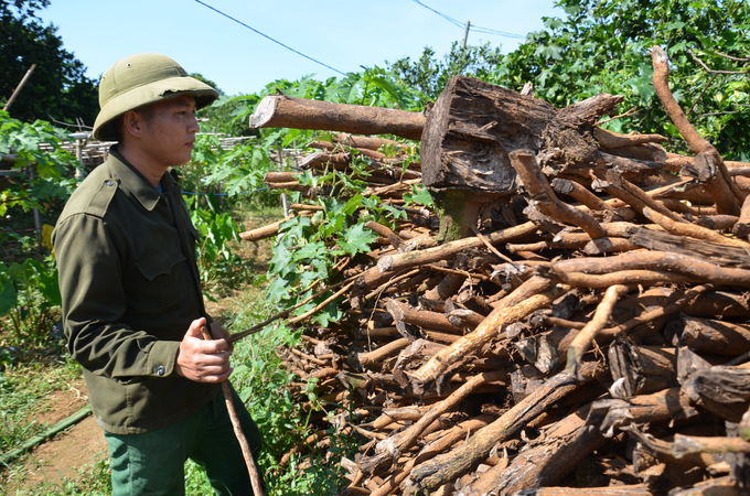 Một chủ vườn cam ở huyện Cao Phong bên đống thân cây cam chặt làm củi. Ảnh: Dương Đình Tường. 