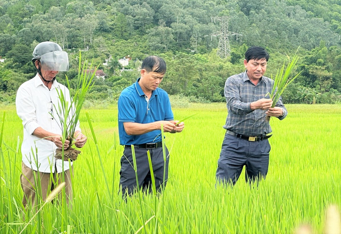 Cán bộ Trung tâm ứng dụng chuyển giao KHKT và Bảo vệ cây trồng, vật nuôi cùng HTX kiểm tra, hướng dẫn phòng trừ sâu bệnh trên cây lúa. Ảnh: Thanh Nga.