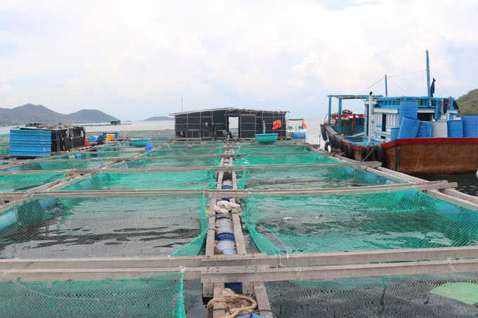 Seafood cages in Van Phong Bay, Khanh Hoa Province. Photo: KS.