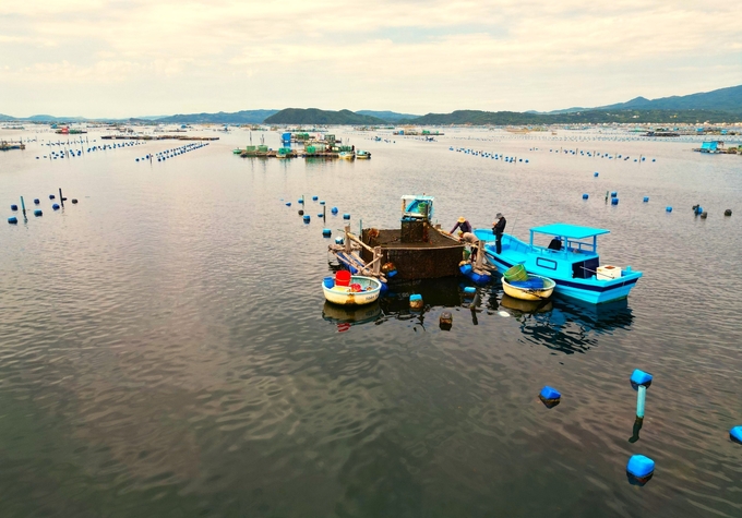 Currently, Phu Yen and Khanh Hoa provinces have great potential for marine farming. Photo: MN.