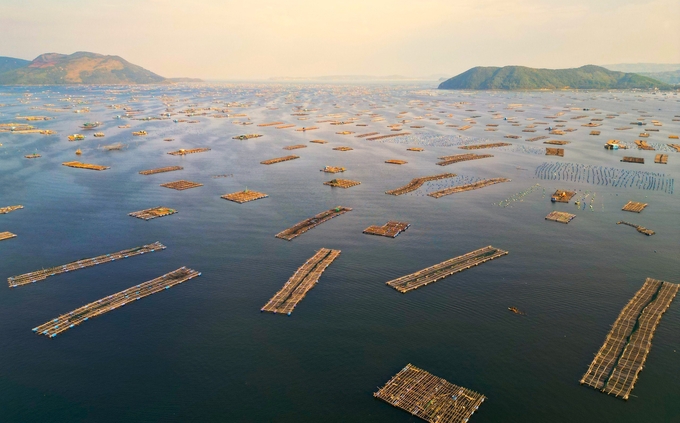 The density of lobster cages in Song Cau town is high. Photo: MN.