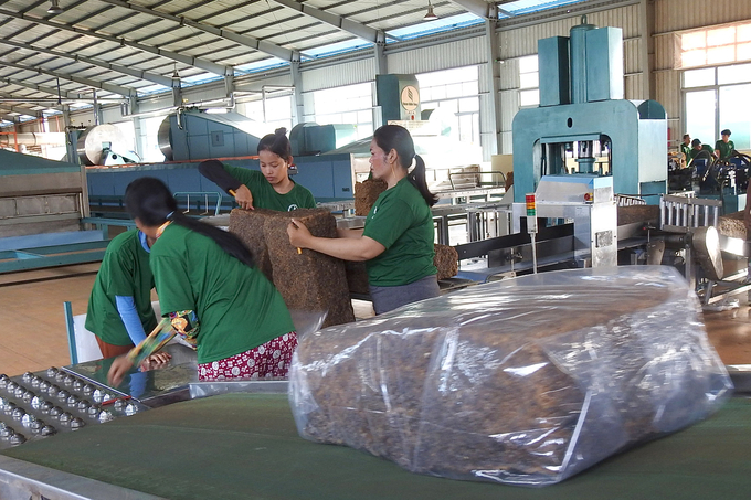 Chế biến mủ cao su tại nhà máy của Cao su Chư Sê Kampong Thom. Ảnh: Thanh Sơn.