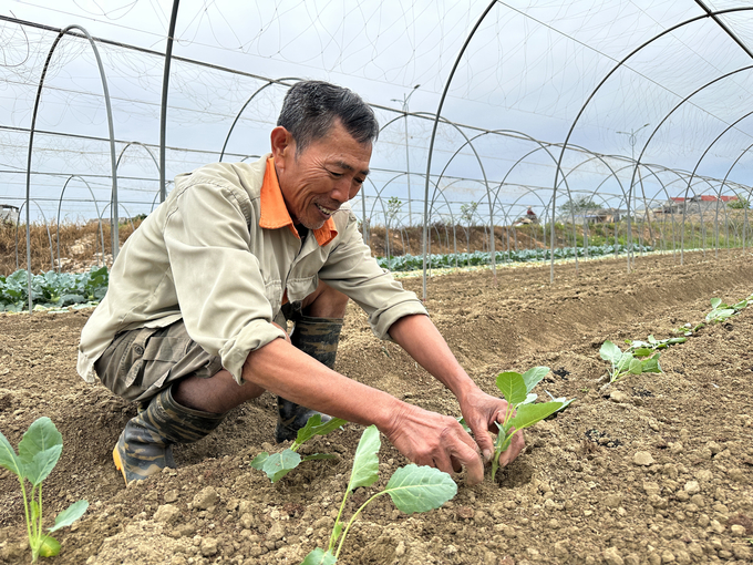 Ông Nguyễn Văn Hoàn xuống giống lứa mới. Ảnh: Quang Linh.