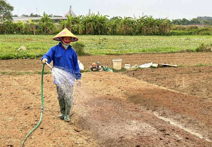 Mưa ít khiến bà Nguyễn Hồng Quyến phải tăng lượng nước tưới. Ảnh: Quang Linh.