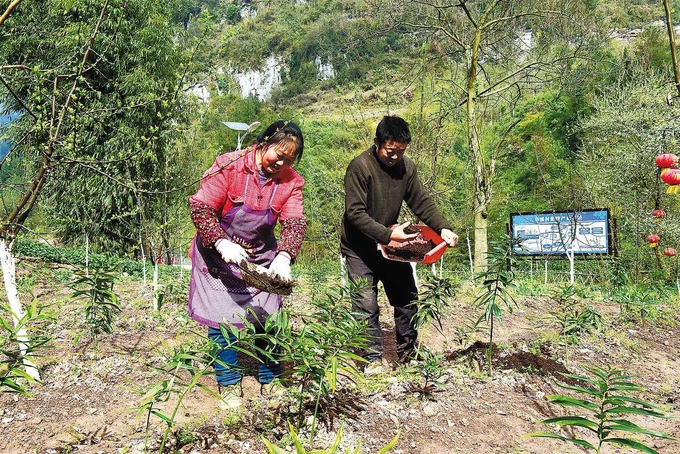 Tan Minglan, owner of Happiness Rice Tea Shop and a farmer from Huaxi village in Chongqing's Shizhu Tujia autonomous county, and her husband Chen Peng, apply farmyard fertilizer to herbal plants in their field.