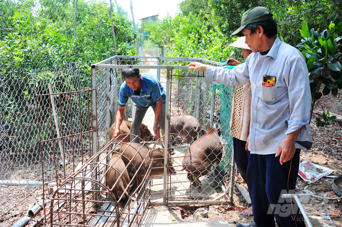 Hiện nay, Công ty TNHH Thương mại Dịch vụ Heo rừng Đồng Tháp đang liên kết với hàng trăm hộ dân ở các tỉnh ĐBSCL bằng cách cung cấp giống chất lượng đầu vào, hỗ trợ kỹ thuật chăn nuôi, phòng chống dịch bệnh và đảm bảo đầu ra ổn định cho nông dân. Ảnh: Lê Hoàng Vũ.