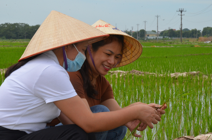 Cán bộ Chi cục Trồng trọt và Bảo vệ thực vật Vĩnh Phúc kiểm tra sinh trưởng của cây lúa. Ảnh: Dương Đình Tường.