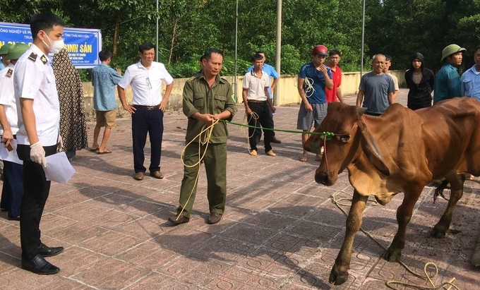 Ông Nguyễn Văn Thạch (đứng giữa dắt trâu) nhận hỗ trợ bò lai Sinh sinh sản. Ảnh: Quang Linh.