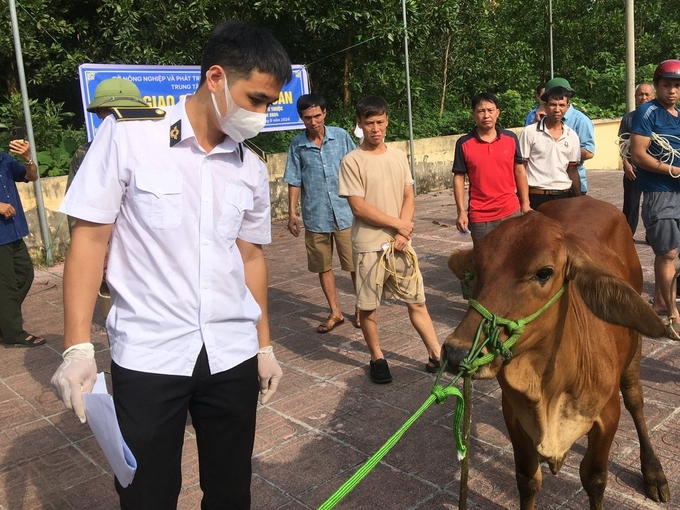 Bò trước khi trao tới tay người dân được lựa chọn kỹ càng, không mắc bệnh. Ảnh: Quang Linh.