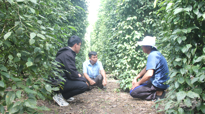 Kỹ sư nông nghiệp Nguyễn Văn Thuyên (giữa) cùng nhà nông bàn giải pháp phát triển hồ tiêu bền vững. Ảnh: Trần Trung.