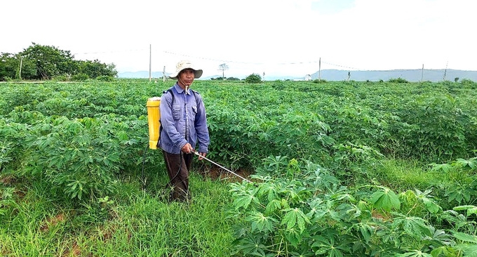 Nhiều hộ dân trồng sắn ở xã Ia Lâu (huyện Chư Prông) đang lo thất thu do sắn mất mùa, mất giá. Ảnh: ĐL. 