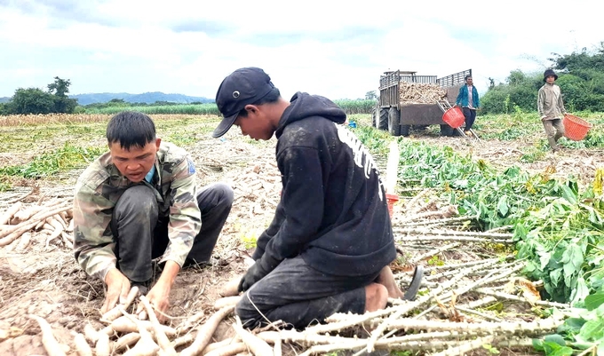 Nông dân huyện Krông Pa thu hoạch sắn đầu vụ. Ảnh: ĐL. 