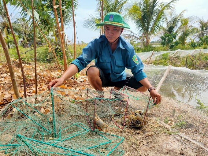 Mô hình nuôi cua VietGAP đem lại lợi nhuận cao cho người dân so với cách nuôi truyền thống. Ảnh: Trọng Linh.