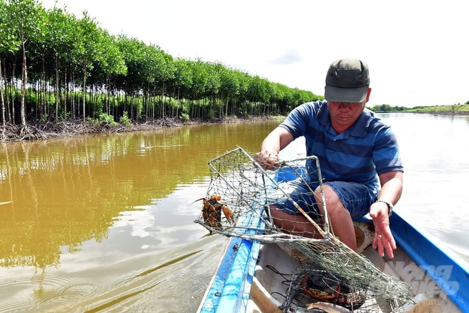 Mô hình nuôi cua theo hướng VietGAP tại xã Phú Tân, huyện Phú Tân, tỉnh Cà Mau. Ảnh: Trọng Linh.