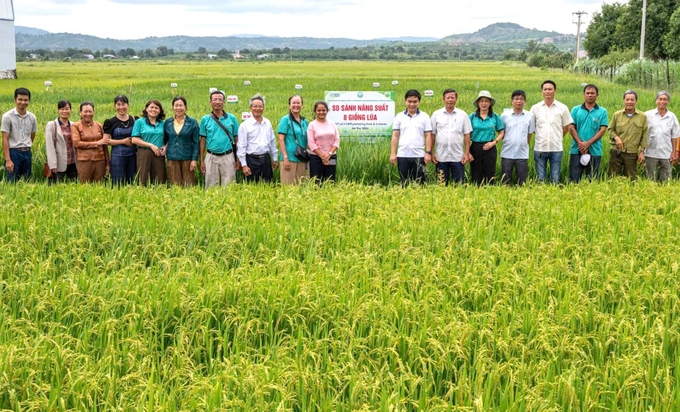 Những giống lúa chất lượng cao tập trung tại cánh đồng lúa lớn một giống. Ảnh: Tuấn Anh.