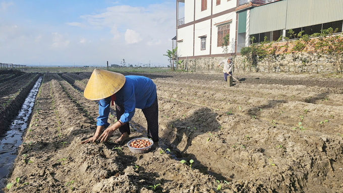 Bà con trồng xen các loại rau để tăng thu nhập. Ảnh: T. Đức.