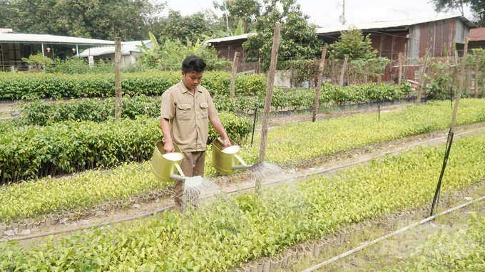 Cán bộ Ban Quản lý Khu rừng phòng hộ Dầu Tiếng chăm sóc vườm ươm giống cây rừng. Ảnh: Trần Phi.