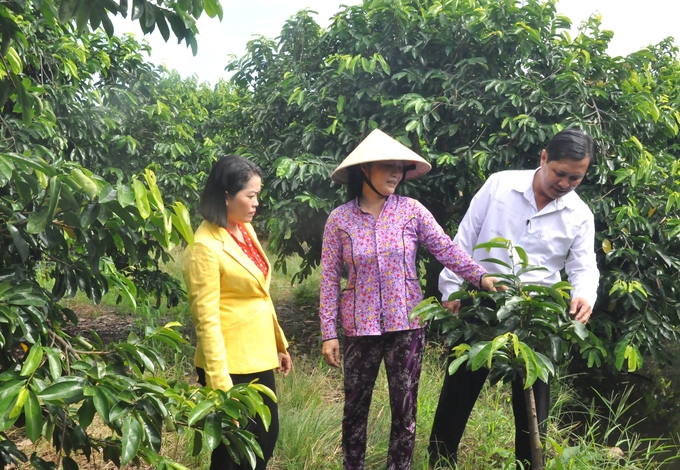 Soursop trees grafted with pond apple roots adapt to alum and salinity conditions, live long, and bear lots of fruit, bringing high economic efficiency. Photo: Trung Chanh. 