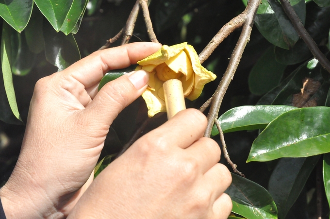 Soursop trees grafted with pond apple roots need to apply pollination techniques to produce large, round fruits with beautiful designs and easy consumption when harvested. Photo: Trung Chanh.