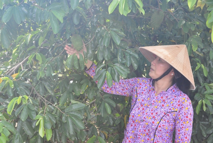 The soursop garden of Ms. Tran Thi Thuy Tien's family has now been pollinated, is in the fruit-nourishing period, and will be harvested in a few months. Photo: Trung Chanh. 